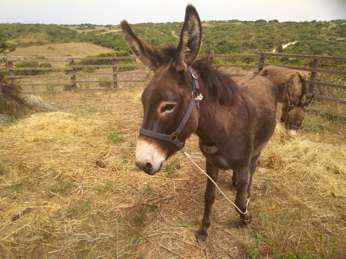 La Cera Farm Camping B&B Santa Teresa Gallura Dış mekan fotoğraf