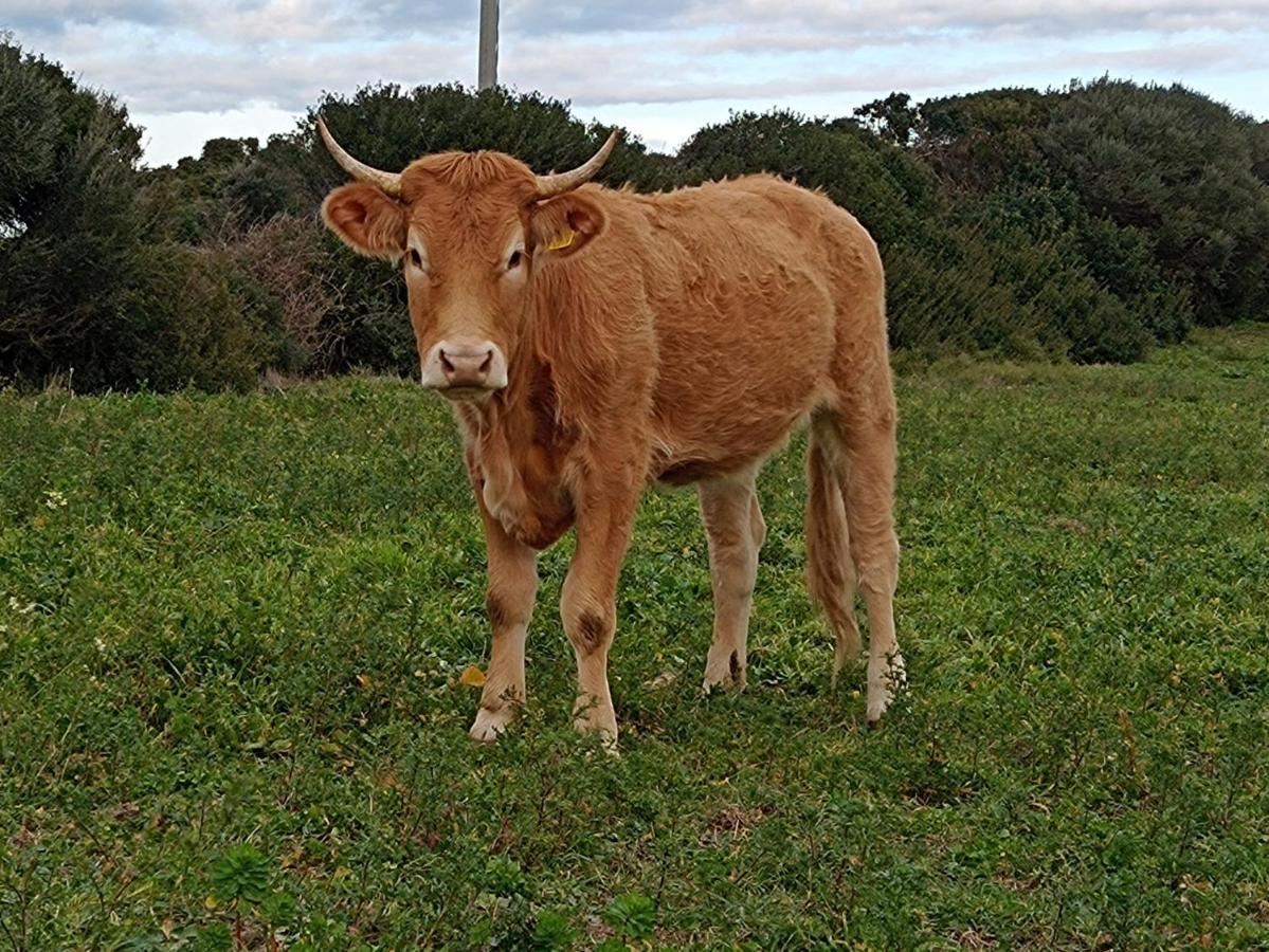 La Cera Farm Camping B&B Santa Teresa Gallura Dış mekan fotoğraf