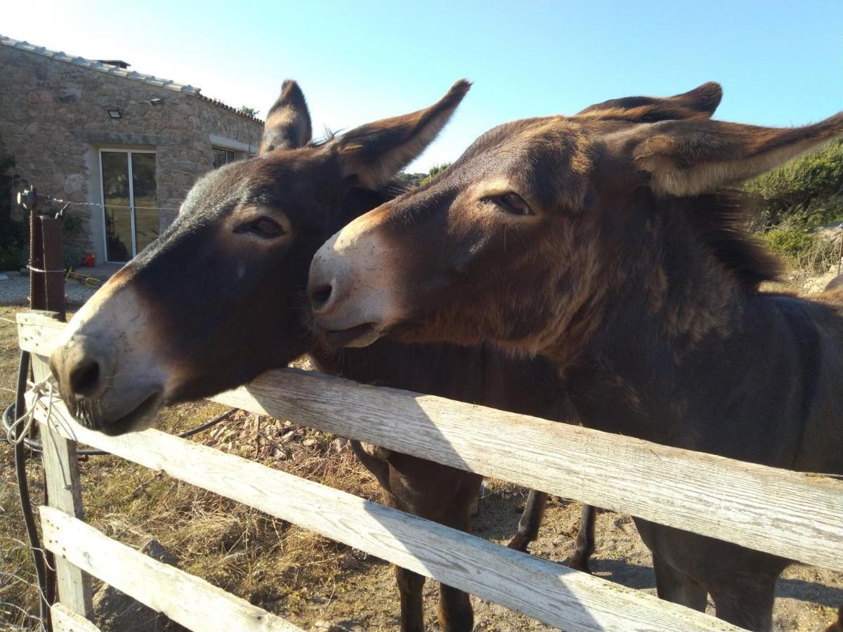 La Cera Farm Camping B&B Santa Teresa Gallura Dış mekan fotoğraf