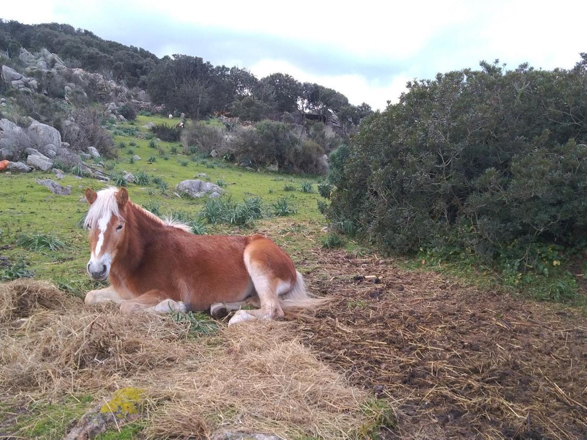La Cera Farm Camping B&B Santa Teresa Gallura Dış mekan fotoğraf