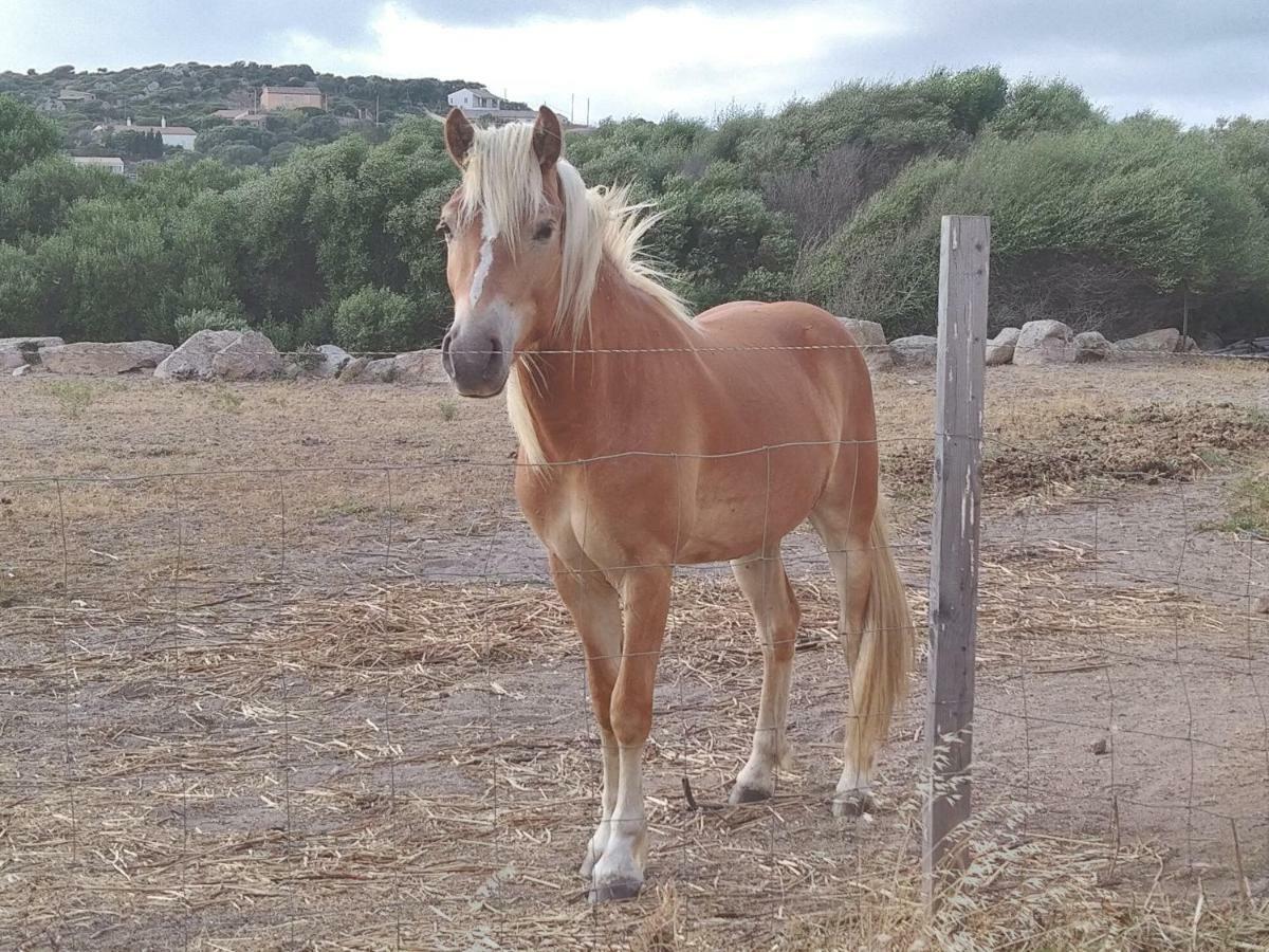La Cera Farm Camping B&B Santa Teresa Gallura Dış mekan fotoğraf